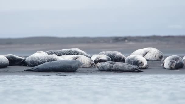Tuleni Černé Písečné Pláži Islandu Mořská Zvířata Pobřeží Oceánu Malebnou — Stock video