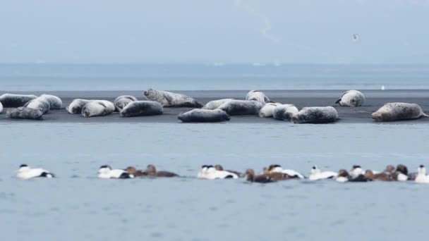 Fur Seals Black Sand Beach Iceland Marine Animals Ocean Coast — Stock Video
