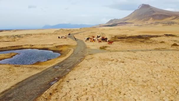 Grande Rebanho Cavalos Natureza Islandesa Golden Mountain Meadow Outono — Vídeo de Stock