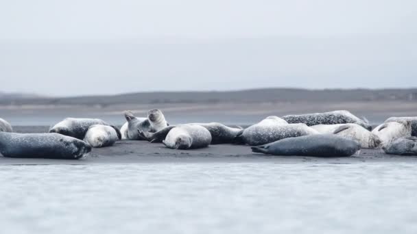 Fur Seals Black Sand Beach Islandu Divoká Zvířata Savců Oceánské — Stock video