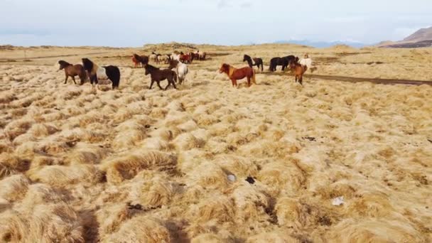 冰岛大自然中的大马群 秋天的金山草原 — 图库视频影像