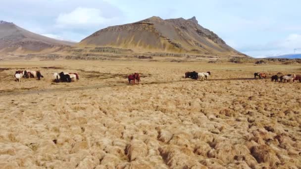 冰岛大自然中的大马群 秋天的金山草原 — 图库视频影像