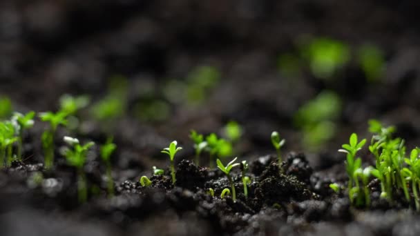 Растения Растущие Времени Салат Кресс Прорастает Семян Земле Сельское Хозяйство — стоковое видео