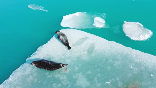 Печати Айсберге Исландии Млекопитающие Океана Животных Дикой Природе Арктическая Дикая — стоковое видео