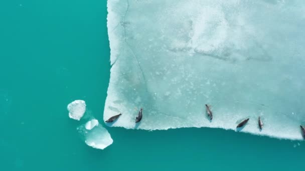 아이슬란드의 바다표범 야생의 포유류 동물입니다 겨울의 얼음은 청록색 바다사자 바다표범 — 비디오