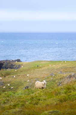 Icelandic Sheep Graze in the Mountain Meadow, Group of Domestic Animal in Pure and Clear Nature. Beautiful Icelandic Highlands. Ecologically Clean Lamb Meat and Wool Production. Scenic Area.