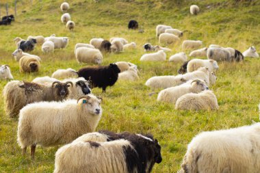 Icelandic Sheep Graze in the Mountain Meadow, Group of Domestic Animal in Pure and Clear Nature. Beautiful Icelandic Highlands. Ecologically Clean Lamb Meat and Wool Production. Scenic Area.