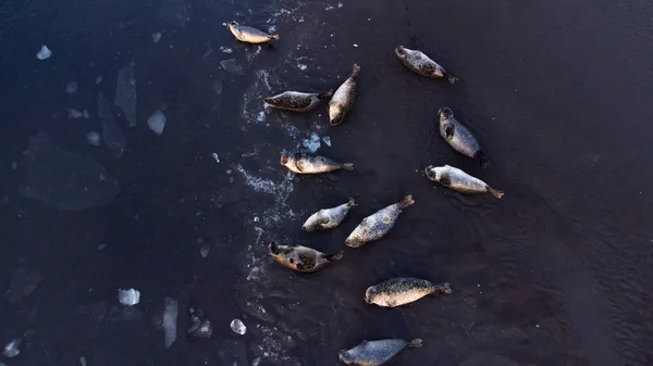 아이슬란드의 비치의 해안에는 바다표범 자리잡고 수욕장에 얼음이 떠다니는 해수욕장 아이슬란드 — 스톡 사진