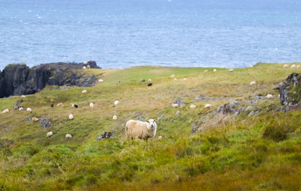 Icelandic Sheep Graze Mountain Meadow Group Domestic Animal Pure Clear — Foto Stock
