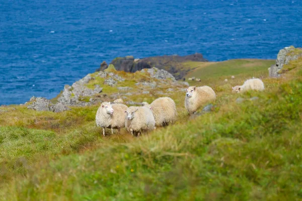 stock image Icelandic Sheep Graze in the Mountain Meadow, Group of Domestic Animal in Pure and Clear Nature. Beautiful Icelandic Highlands. Ecologically Clean Lamb Meat and Wool Production. Scenic Area.