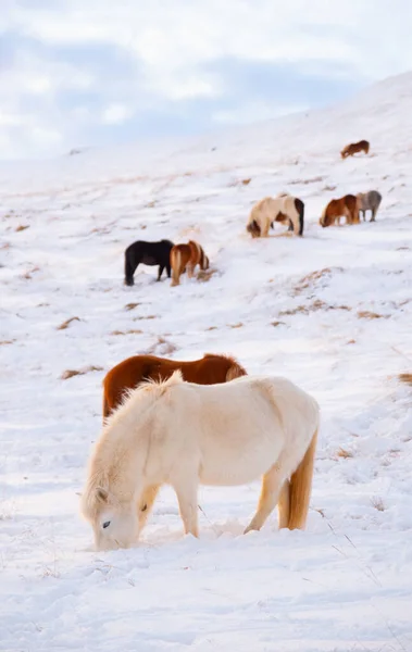 Horses Winter Rural Animals Snow Covered Meadow Pure Nature Iceland — Stock Photo, Image