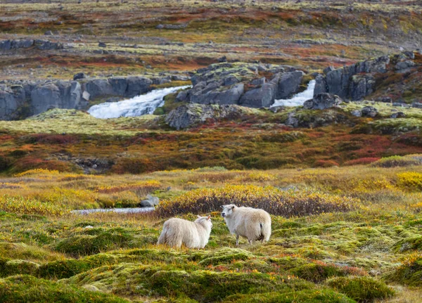 Icelandic Sheep Graze Mountain Meadow Group Domestic Animal Pure Clear — 스톡 사진