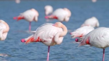 Flamingo sığ sularda yürür, Wild Greater flamingo tuzlu gölde, Doğa Vahşi Yaşam safari 4k çekimi. Yüksek kalite 4k görüntü