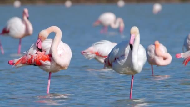 Flamingo Passeio Águas Rasas Wild Greater Flamingo Lago Salgado Natureza — Vídeo de Stock