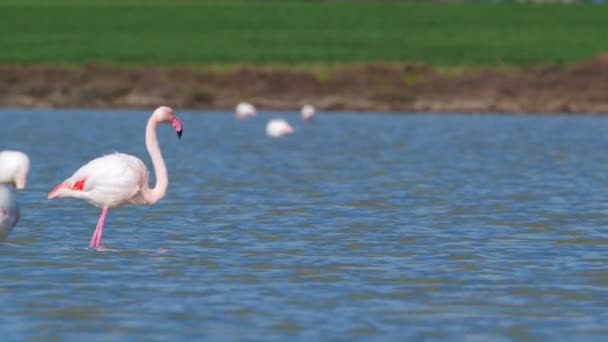 Flamingo Passeio Águas Rasas Wild Greater Flamingo Lago Salgado Natureza — Vídeo de Stock