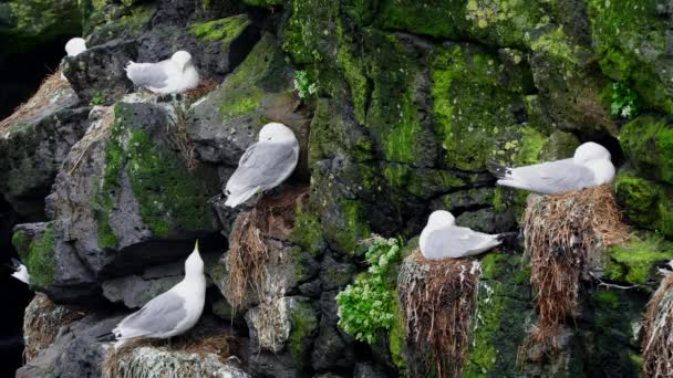Seagulls Sit Nest Rocky Cliff Ocean Wildlife Iceland Sea Birds — Stock Video