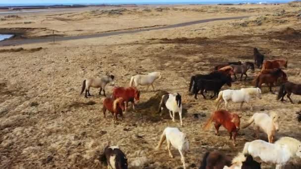 冰岛大自然中的一大群马 秋天的金山草甸 在生态清洁的环境中的农村动物 — 图库视频影像