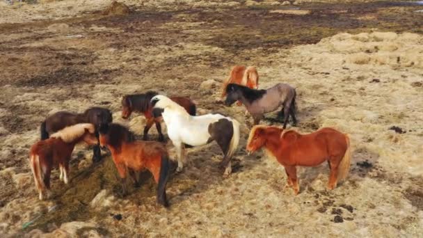 Grande Manada Cavalos Natureza Islandesa Prado Montanha Dourada Outono Animais — Vídeo de Stock