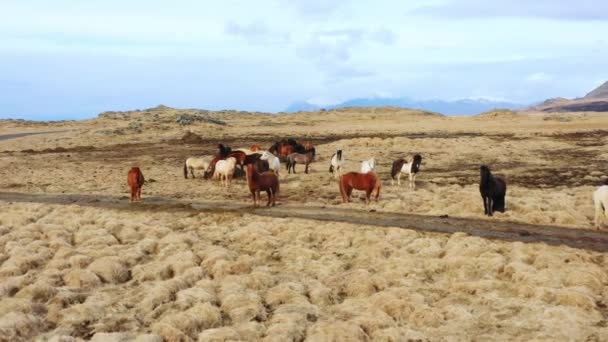 Grote Kudde Paarden Ijslandse Natuur Gouden Bergweide Herfst Plattelandsdieren Een — Stockvideo