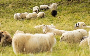 Icelandic Sheep Graze in the Mountain Meadow, Group of Domestic Animal in Pure and Clear Nature. Beautiful Icelandic Highlands. Ecologically Clean Lamb Meat and Wool Production. Scenic Area.