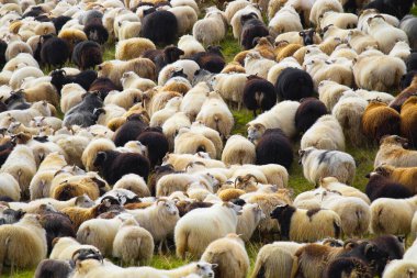 Icelandic Sheep Graze in the Mountain Meadow, Group of Domestic Animal in Pure and Clear Nature. Beautiful Icelandic Highlands. Ecologically Clean Lamb Meat and Wool Production. Scenic Area.