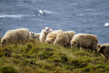 Icelandic Sheep Graze in the Mountain Meadow, Group of Domestic Animal in Pure and Clear Nature. Beautiful Icelandic Highlands. Ecologically Clean Lamb Meat and Wool Production. Scenic Area.