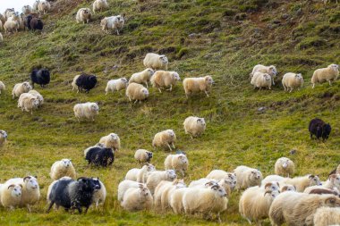 Icelandic Sheep Graze in the Mountain Meadow, Group of Domestic Animal in Pure and Clear Nature. Beautiful Icelandic Highlands. Ecologically Clean Lamb Meat and Wool Production. Scenic Area.