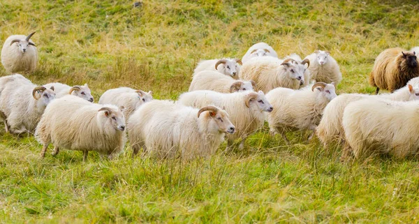Icelandic Sheep Graze in the Mountain Meadow, Group of Domestic Animal in Pure and Clear Nature. Beautiful Icelandic Highlands. Ecologically Clean Lamb Meat and Wool Production. Scenic Area.