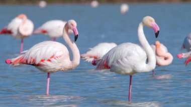 Flamingo sığ sularda yürür, Wild Greater flamingo tuzlu gölde, Doğa Vahşi Yaşam safari 4k çekimi. Yüksek kalite 4k görüntü