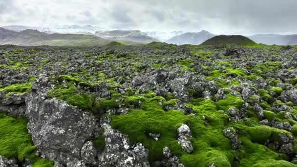 Lavavelden Bedekt Met Groen Mos Ijsland Scenic Nationaal Park Gebied — Stockvideo