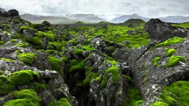 アイスランドの緑の苔で覆われた溶岩原 風光明媚な国立公園エリア 新鮮な緑の夏の火山フィールド 珍しい抽象的な風景空中の景色4K 高品質4K映像 — ストック動画
