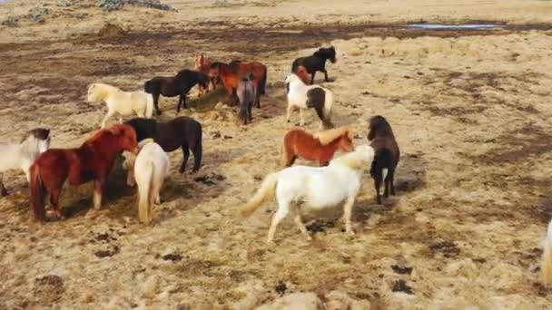Duże Stado Koni Islandzkiej Naturze Złota Górska Łąka Jesienią Zwierzęta — Wideo stockowe