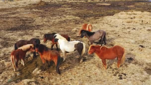 冰岛大自然中的一大群马 秋天的金山草甸 在生态清洁的环境中的农村动物 — 图库视频影像