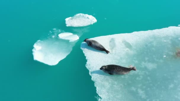 Fur Seals Iceberg Islândia Animais Marinhos Mamíferos Natureza Vida Selvagem — Vídeo de Stock