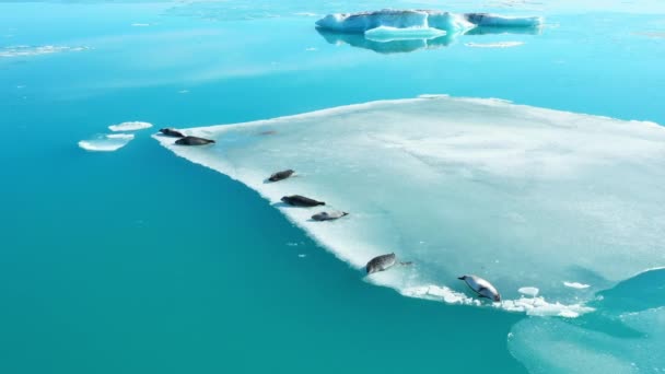 아이슬란드의 바다표범 야생의 포유류 동물입니다 겨울의 얼음은 청록색 바다사자 바다표범 — 비디오