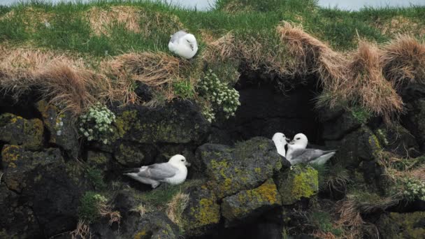 Чайки Сидят Гнезде Скалистой Скале Океана Дикая Природа Исландии Морские — стоковое видео