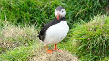 İzlanda 'da, İzlanda' nın Kayalık Tepesi 'ndeki Atlantik Martı veya Fratercula Arctica Soğuk Kuzey Bölgesi' nde Vahşi Doğada En Popüler Kuş Sevimli Hayvanı. Yüksek kalite 4k görüntü