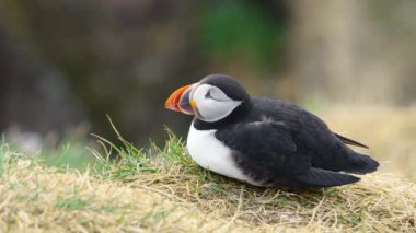 İzlanda 'da, İzlanda' nın Kayalık Tepesi 'ndeki Atlantik Martı veya Fratercula Arctica Soğuk Kuzey Bölgesi' nde Vahşi Doğada En Popüler Kuş Sevimli Hayvanı. Yüksek kalite 4k görüntü