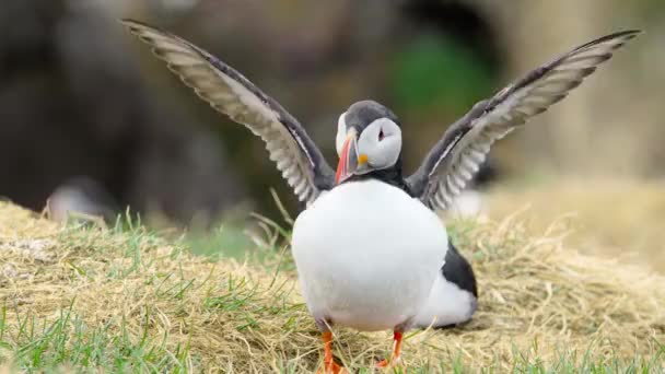 Atlantic Puffin Common Puffin Fratercula Arctica Iceland Cliff Top Spring — 비디오