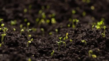 Taze yeşil bitkiler hızlandırılmış tereyağlı salata filizleri tohum tomurcuklanıyor toprakta güzel tarım ilkbaharda yeşil tohumlar ıslak topraklarda 8K çözünürlükte.