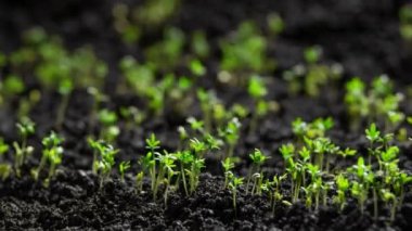 Taze yeşil bitkiler hızlandırılmış tereyağlı salata filizleri tohum tomurcuklanıyor toprakta güzel tarım ilkbaharda yeşil tohumlar ıslak topraklarda 8K çözünürlükte.