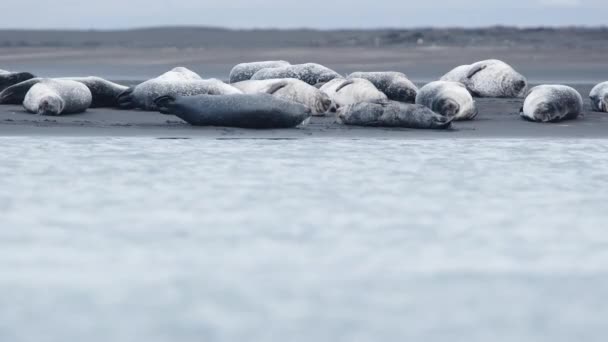 Pelsrobben Het Zwarte Zandstrand Ijsland Het Wild Levende Zoogdieren Oceaankust — Stockvideo