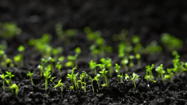 Свіжі Зелені Рослини Ростуть Часі Лапс Крес Салат Пророщування Від — стокове відео