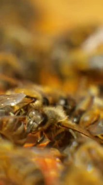 Vertical screen: Honey bees in their natural habitat. Insects move in a bee hive. Environmentally friendly production of natural honey. Bees communicate and interact with each other.