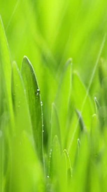 Vertical Screen: Fresh Morning Water Dew Drops on Green Grass Lit by the Sun and Blowing in the Wind. Wet Rainy Weather in the Middle of Spring. Pure Nature, Shot for Social Media.