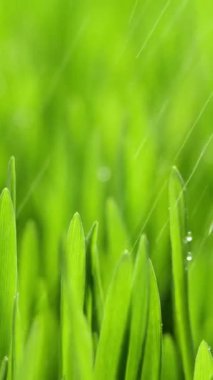 Vertical Screen: Fresh Morning Water Dew Drops on Green Grass Lit by the Sun and Blowing in the Wind. Wet Rainy Weather in the Middle of Spring. Pure Nature, Shot for Social Media.