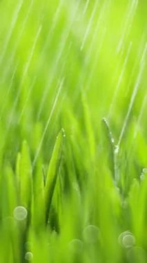 Vertical Screen: Fresh Morning Water Dew Drops on Green Grass Lit by the Sun and Blowing in the Wind. Wet Rainy Weather in the Middle of Spring. Pure Nature, Shot for Social Media.