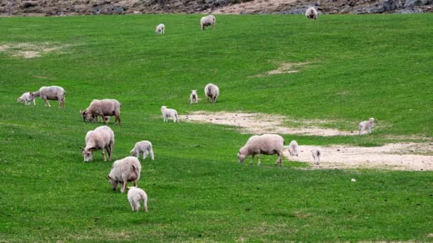 Bayi Yang Baru Lahir Cute Small Icelandic Lambs Herd Sheeps — Stok Video