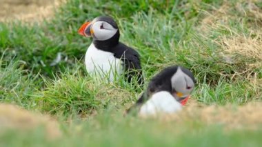 İzlanda 'da, İzlanda' nın Kayalık Tepesi 'ndeki Atlantik Martı veya Fratercula Arctica Soğuk Kuzey Bölgesi' nde Vahşi Doğada En Popüler Kuş Sevimli Hayvanı. Yüksek kalite 4k görüntü