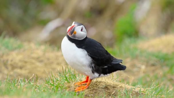 Atlantic Puffin Common Puffin Fratercula Arctica Iceland Cliff Top Spring — Stock Video